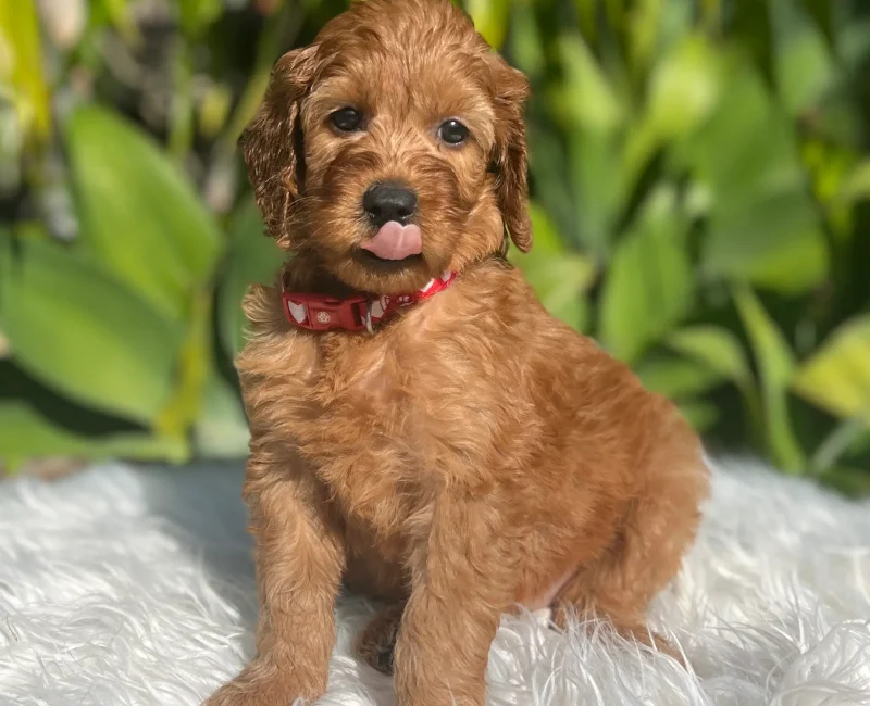 Irish oodle pup