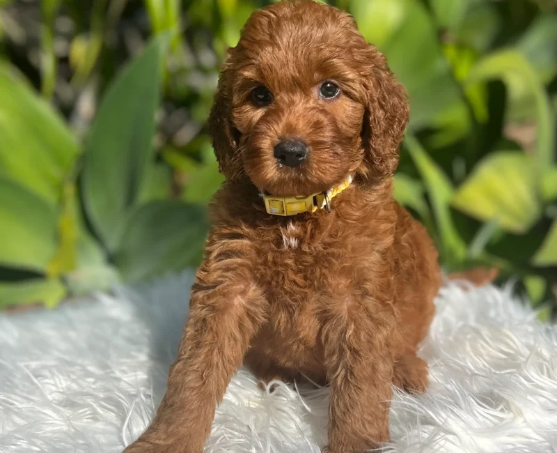 Irish oodle pup