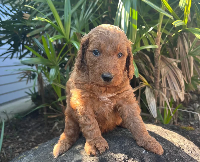 Irish oodle australia puppy