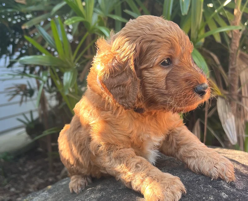 Irish oodle australia puppy