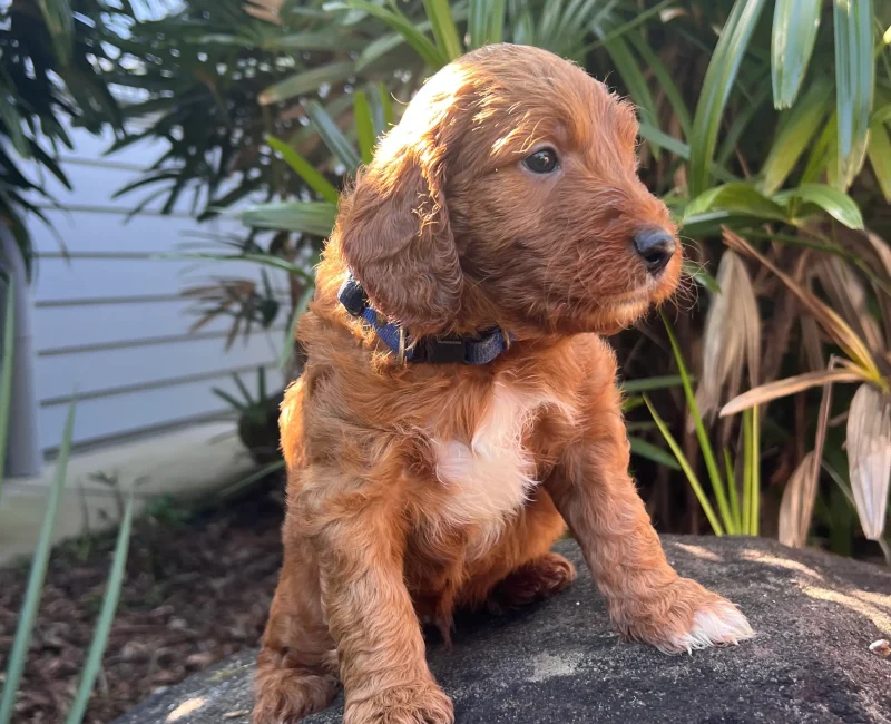 Irish oodle australia puppy