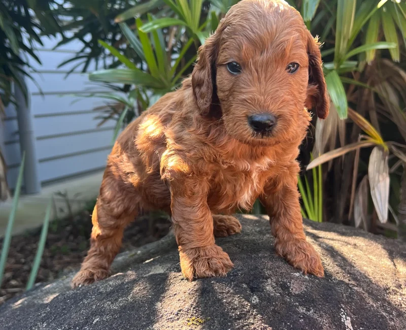 Irish oodle australia puppy