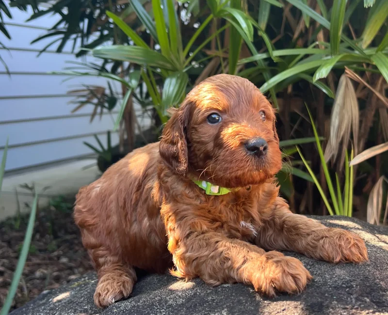 Irish oodle australia puppy