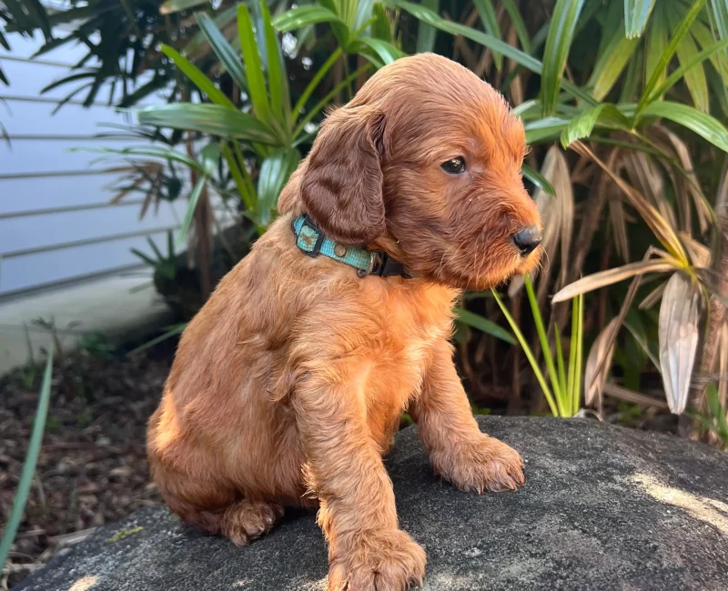 Irish oodle australia puppy