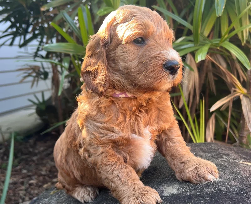 Irish oodle australia puppy