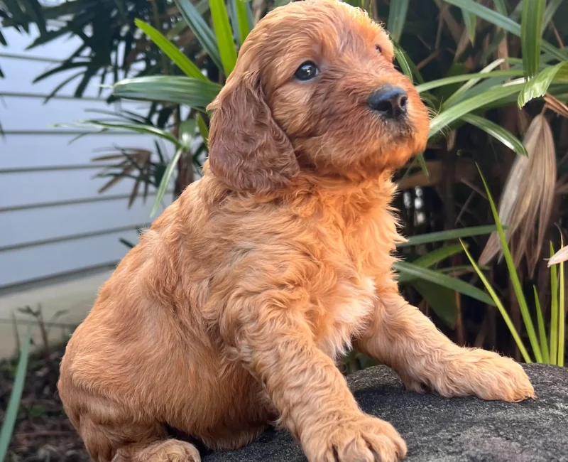Irish oodle australia puppy