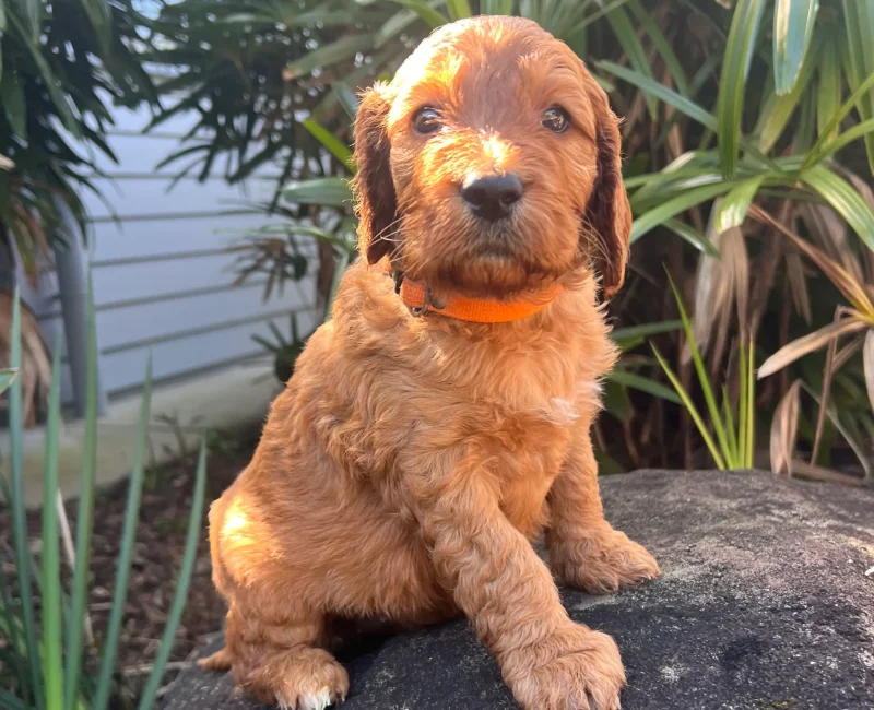 Irish oodle australia puppy
