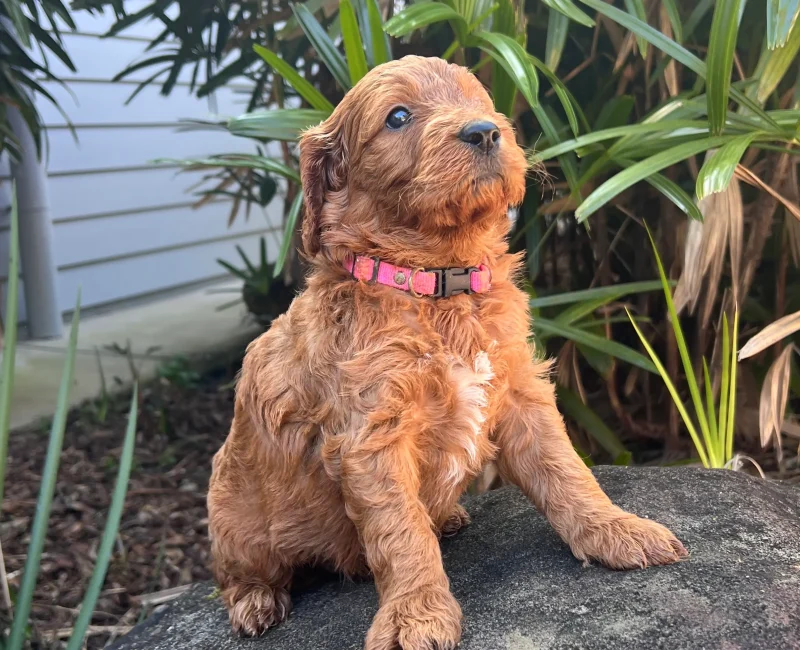 Irish oodle australia puppy