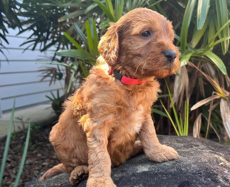 Irish oodle australia puppy