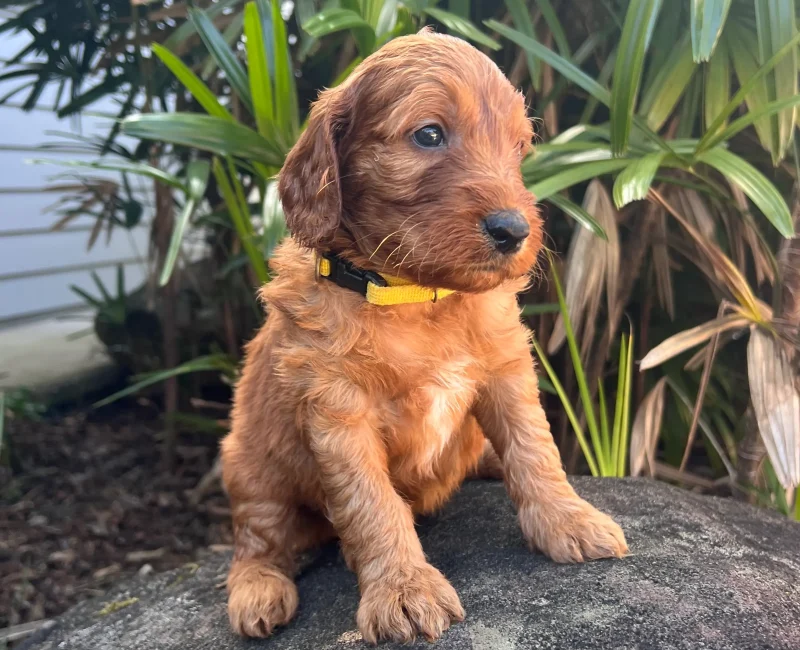 Irish oodle australia puppy