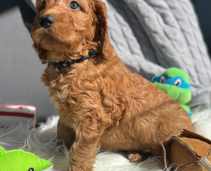 irish doodle puppy