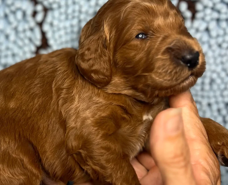 irish oodle pup
