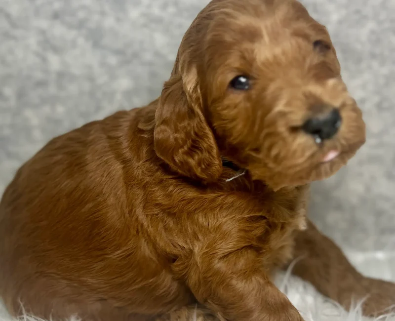 irish doodle pup