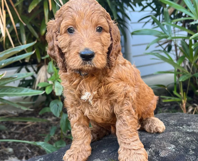 irish oodle australia