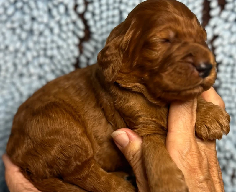 irish oodle pup