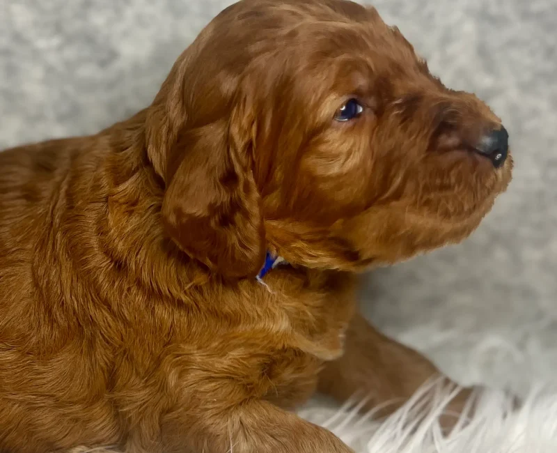 irish doodle pup