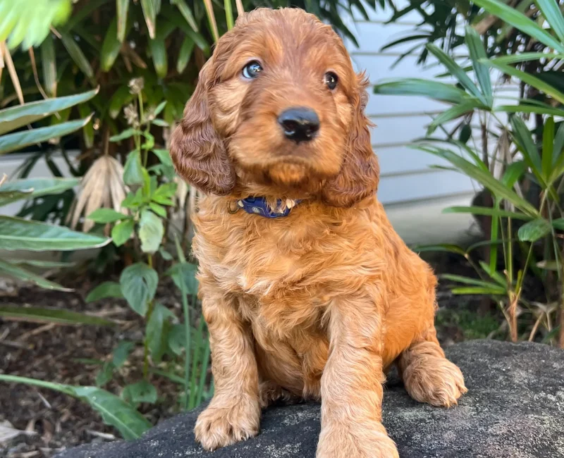 irish oodle australia