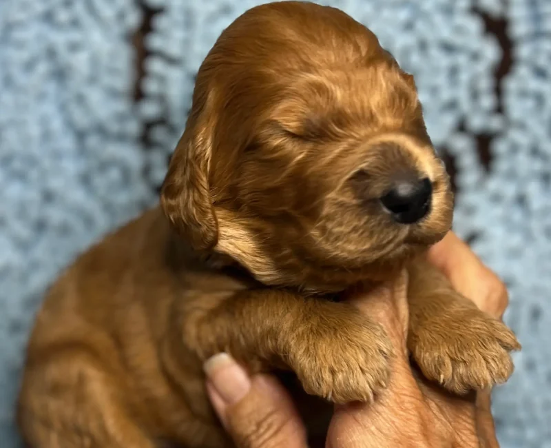 irish oodle pup