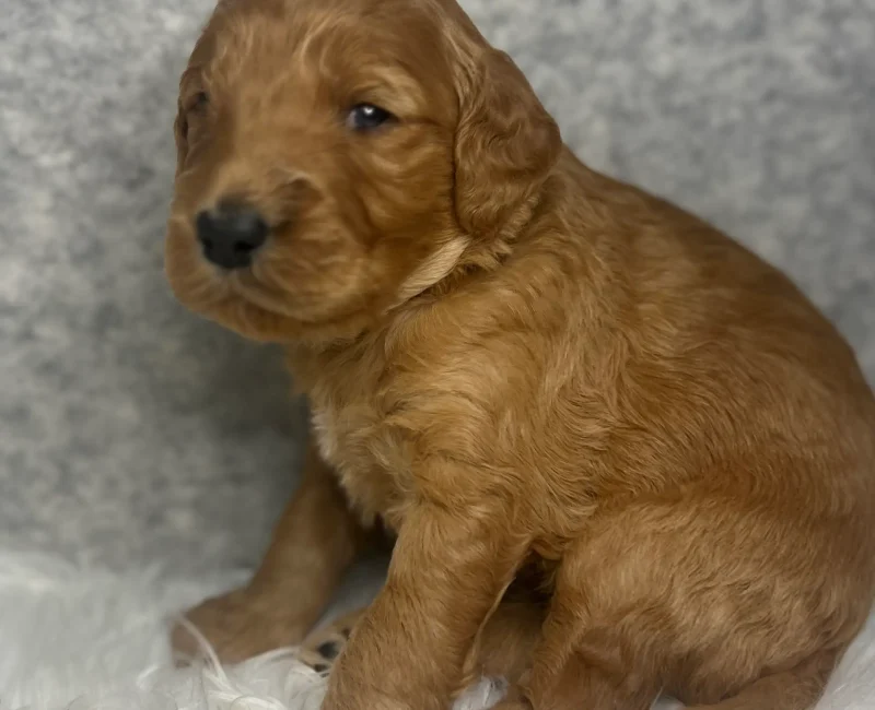 irish doodle pup