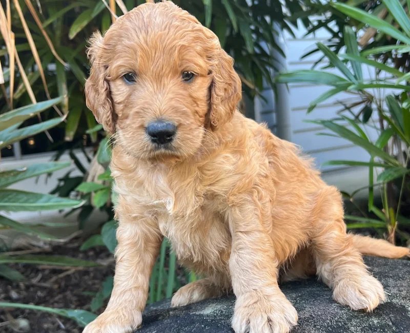 irish oodle australia