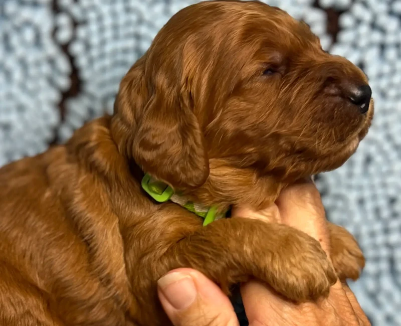 irish oodle pup