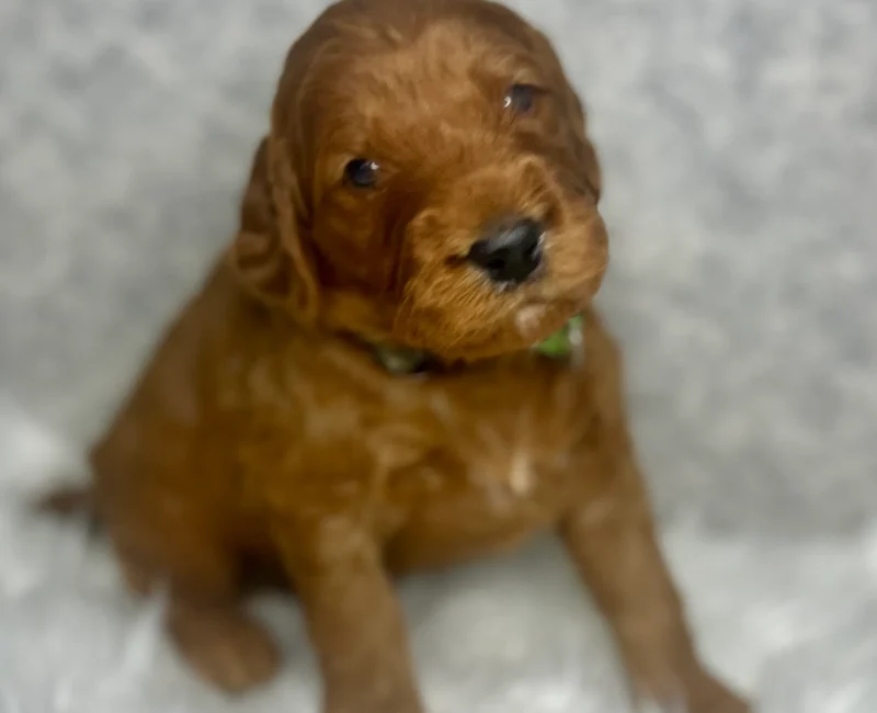irish doodle pup