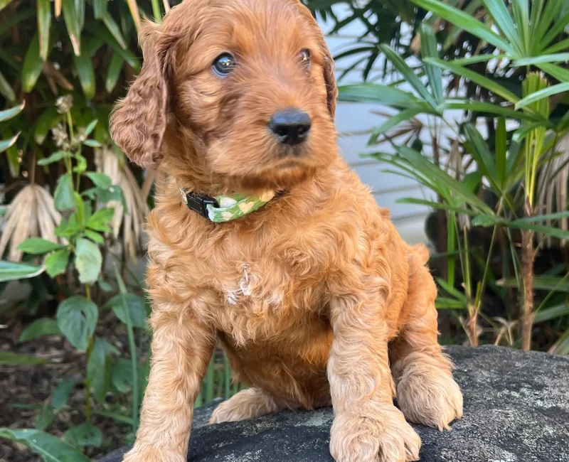 irish oodle australia
