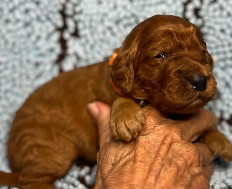 irish oodle pup