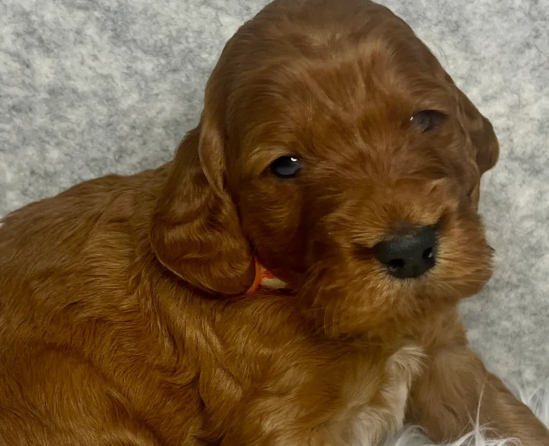 irish doodle pup