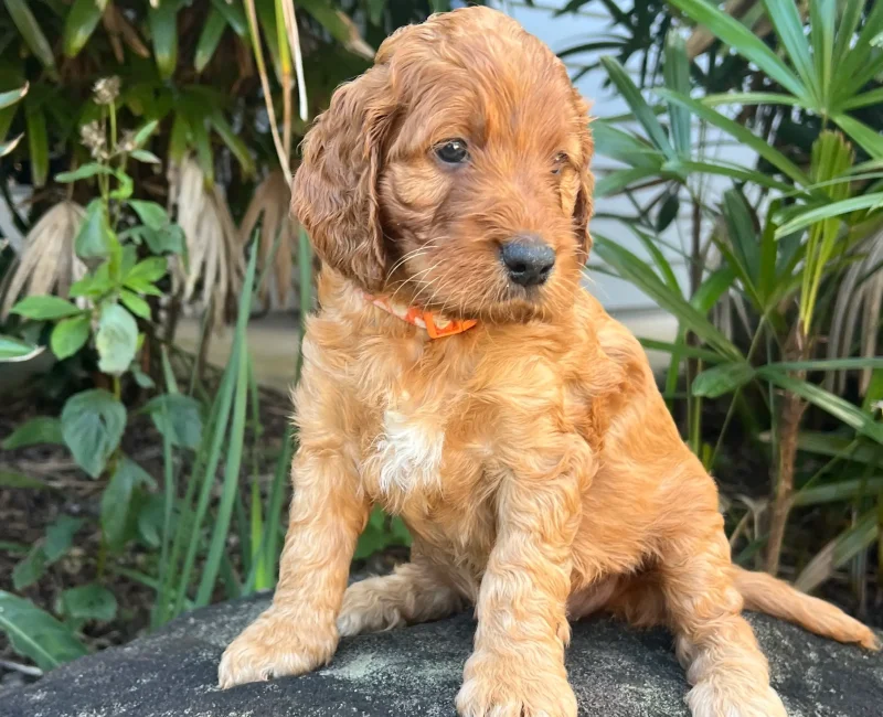 irish oodle australia
