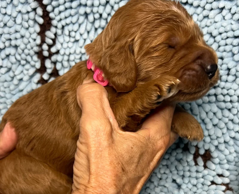 irish oodle pup