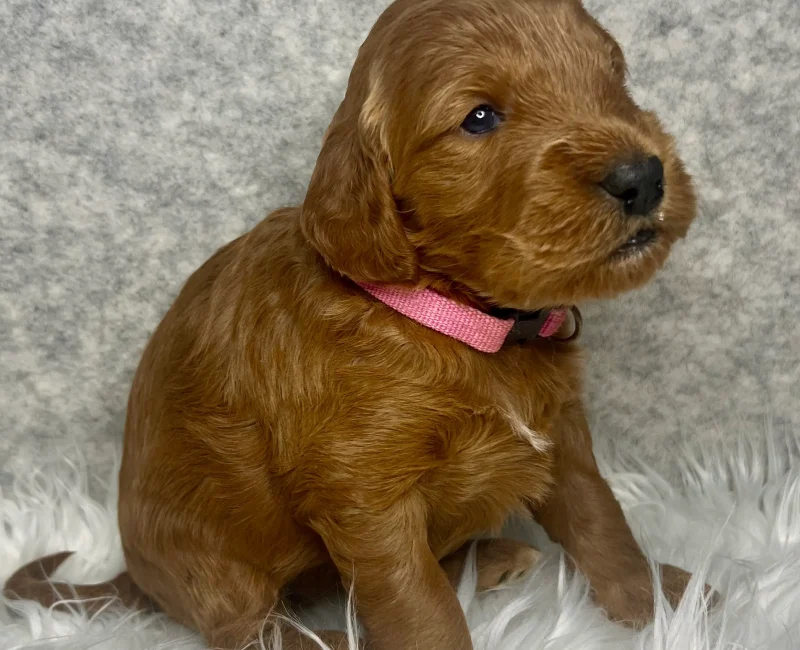 irish doodle pup