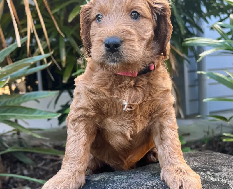 irish oodle australia