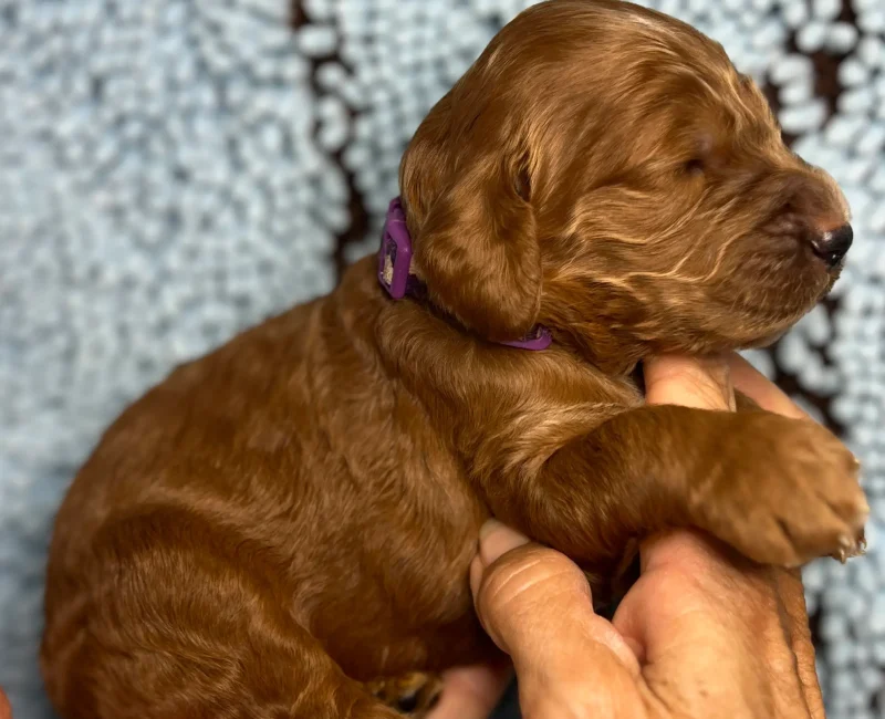 irish oodle pup