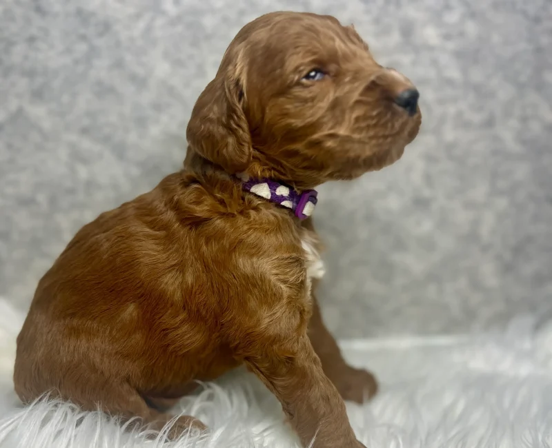irish doodle pup