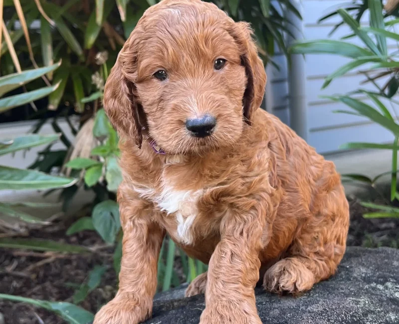 irish oodle australia