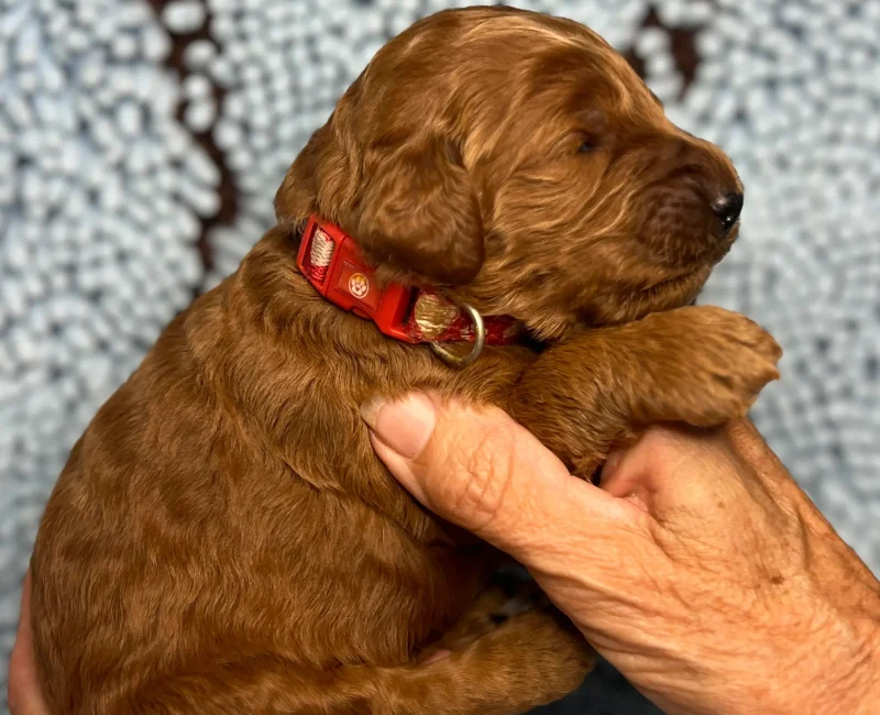 irish oodle pup