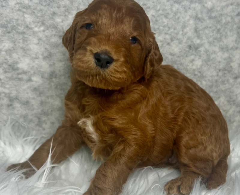 irish doodle pup