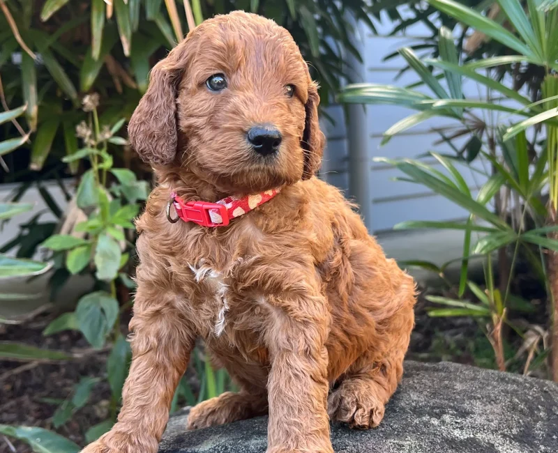 irish oodle australia