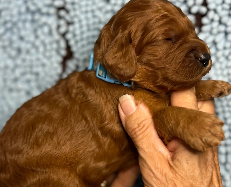 irish oodle pup