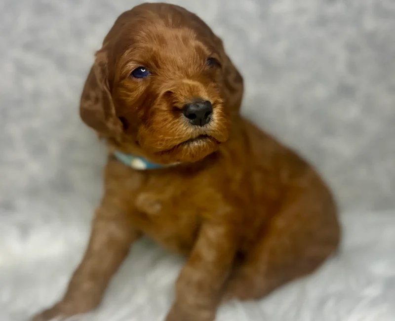 irish doodle pup