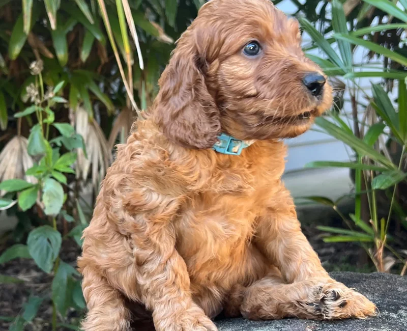 irish oodle australia