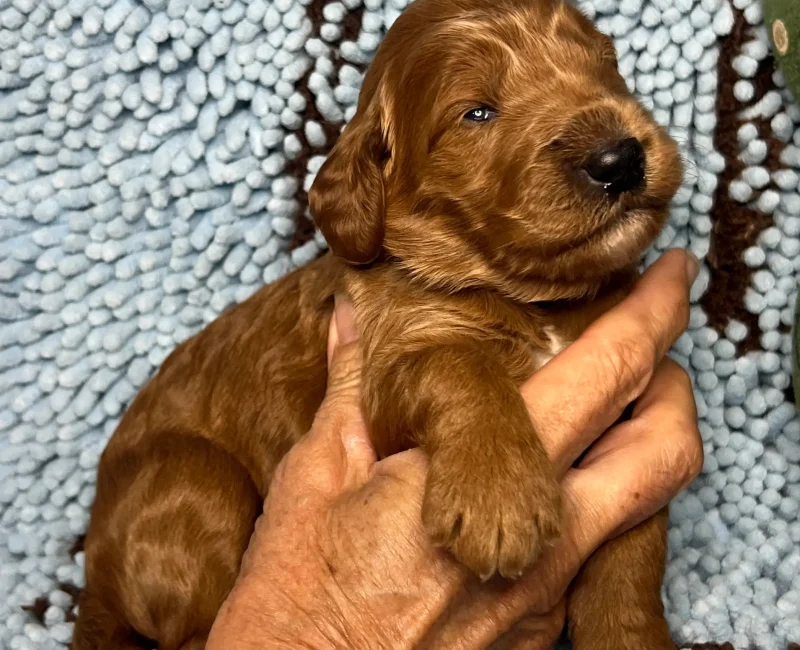 irish oodle pup