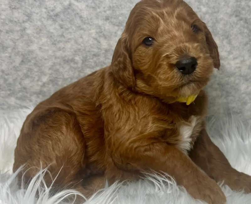 irish doodle pup