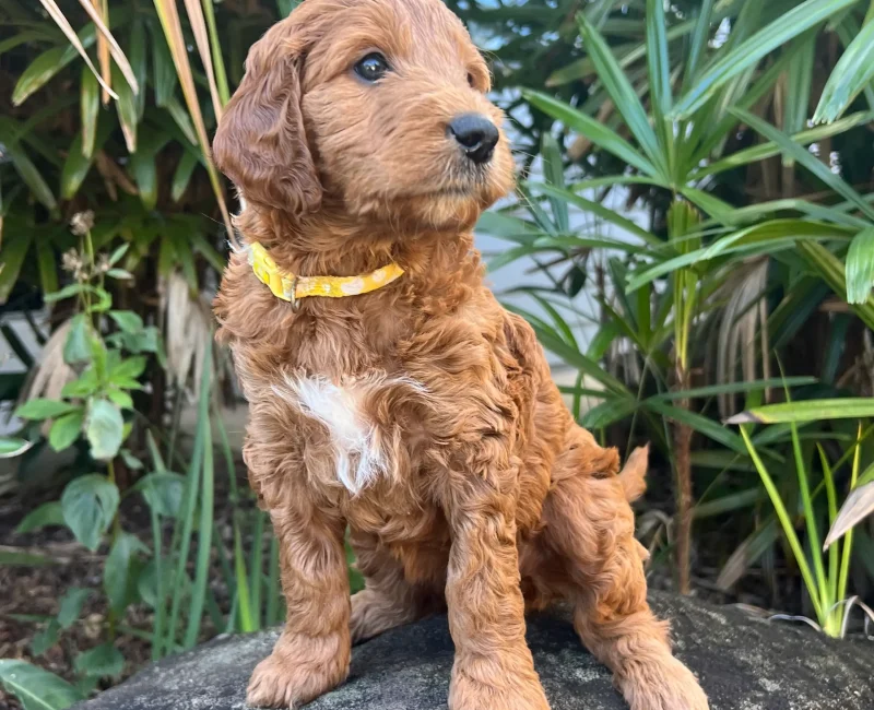 irish oodle australia