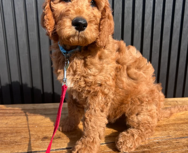 irish oodle australia