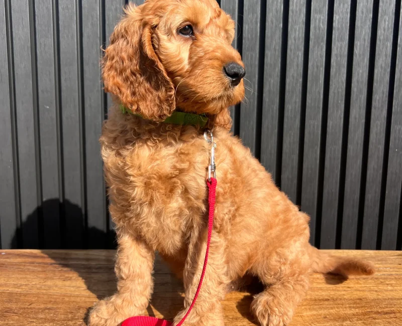 irish oodle australia
