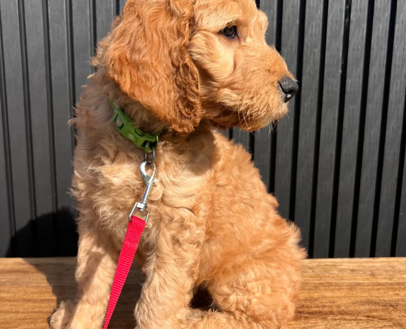 irish oodle australia