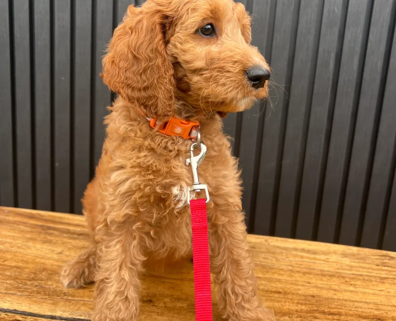 irish oodle australia
