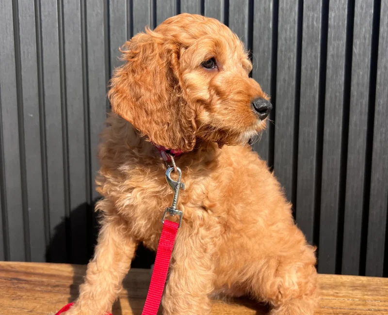 irish oodle australia
